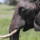 Illustration for article titled Circle of Life: Elephant Tramples Big Game Hunter to Death